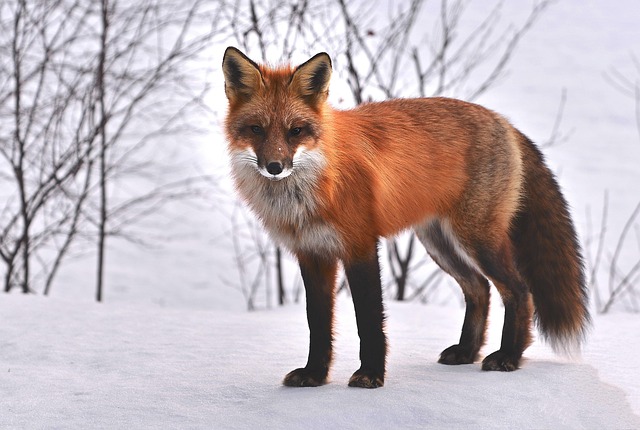 Red Fox